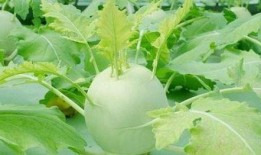 新会网红哨牙珍吃凉瓜,新会网红美食新体验