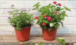 斗破最新爆料58集视频,神秘势力浮出水面，萧炎危机四伏！